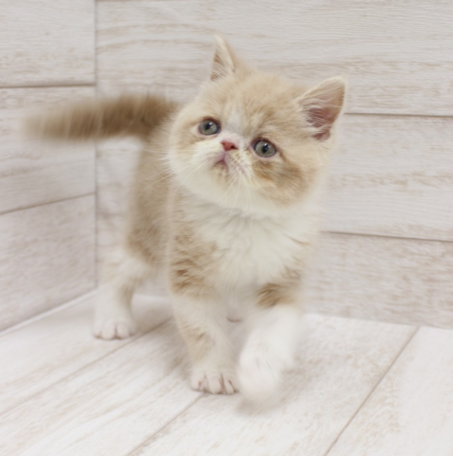 千葉県のエキゾチックショートヘアー (ペピカファミリー松戸店/2026年2月25日生まれ/男の子/クリームホワイト)の子猫の2枚目の画像