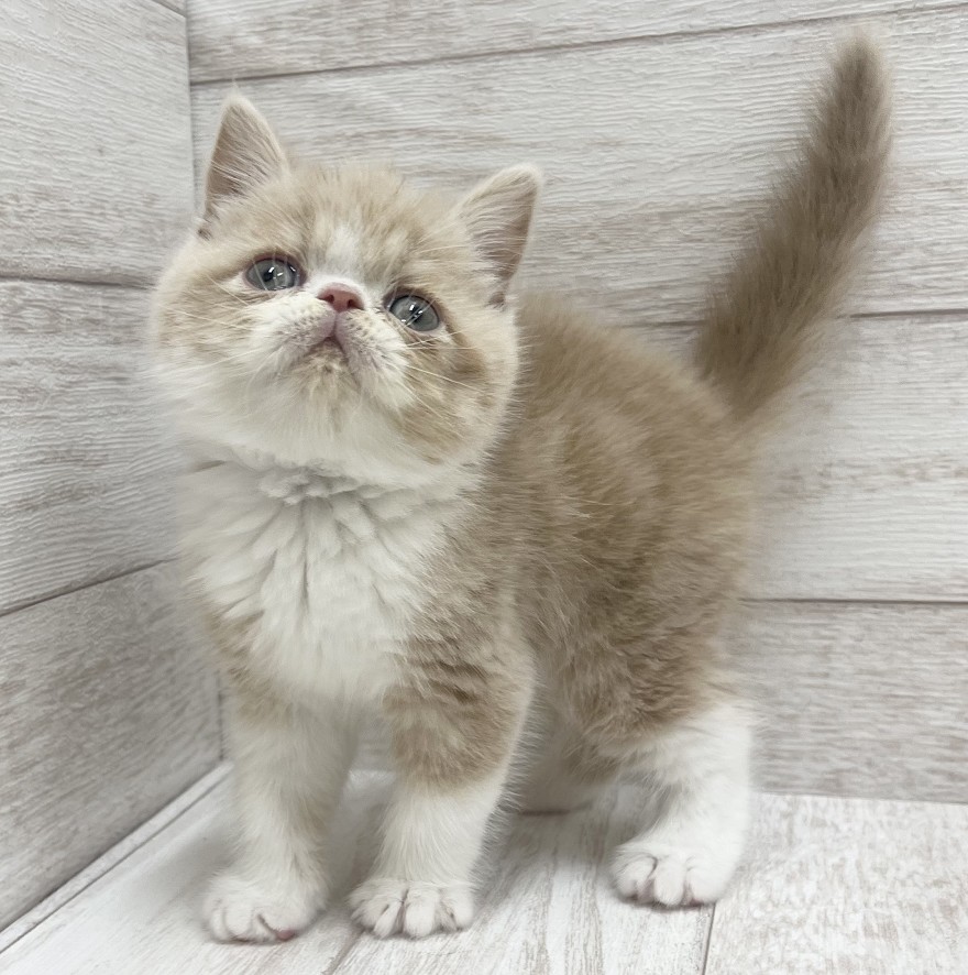 千葉県のエキゾチックショートヘアー (ペピカファミリー松戸店/2026年2月25日生まれ/男の子/クリームホワイト)の子猫の3枚目の画像