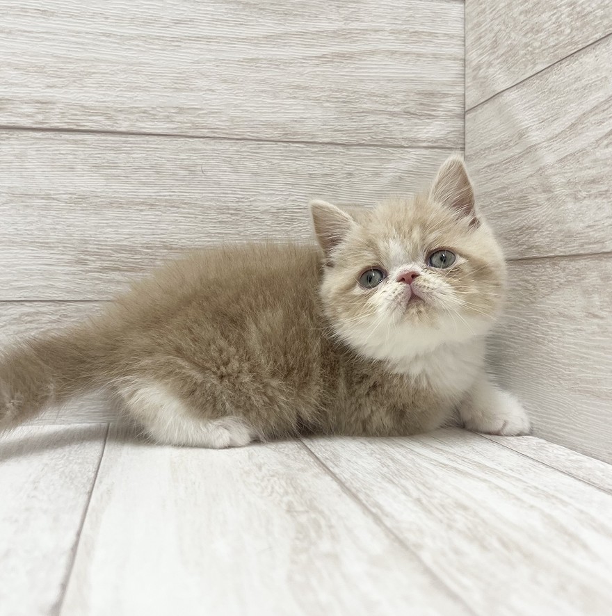 千葉県のエキゾチックショートヘアー (ペピカファミリー松戸店/2026年2月25日生まれ/男の子/クリームホワイト)の子猫の4枚目の画像