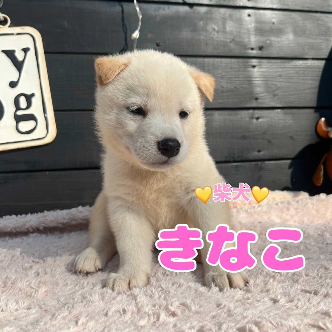 埼玉県の柴犬(標準サイズ) (ADELE PETS/2025年7月5日生まれ/女の子/白)の子犬