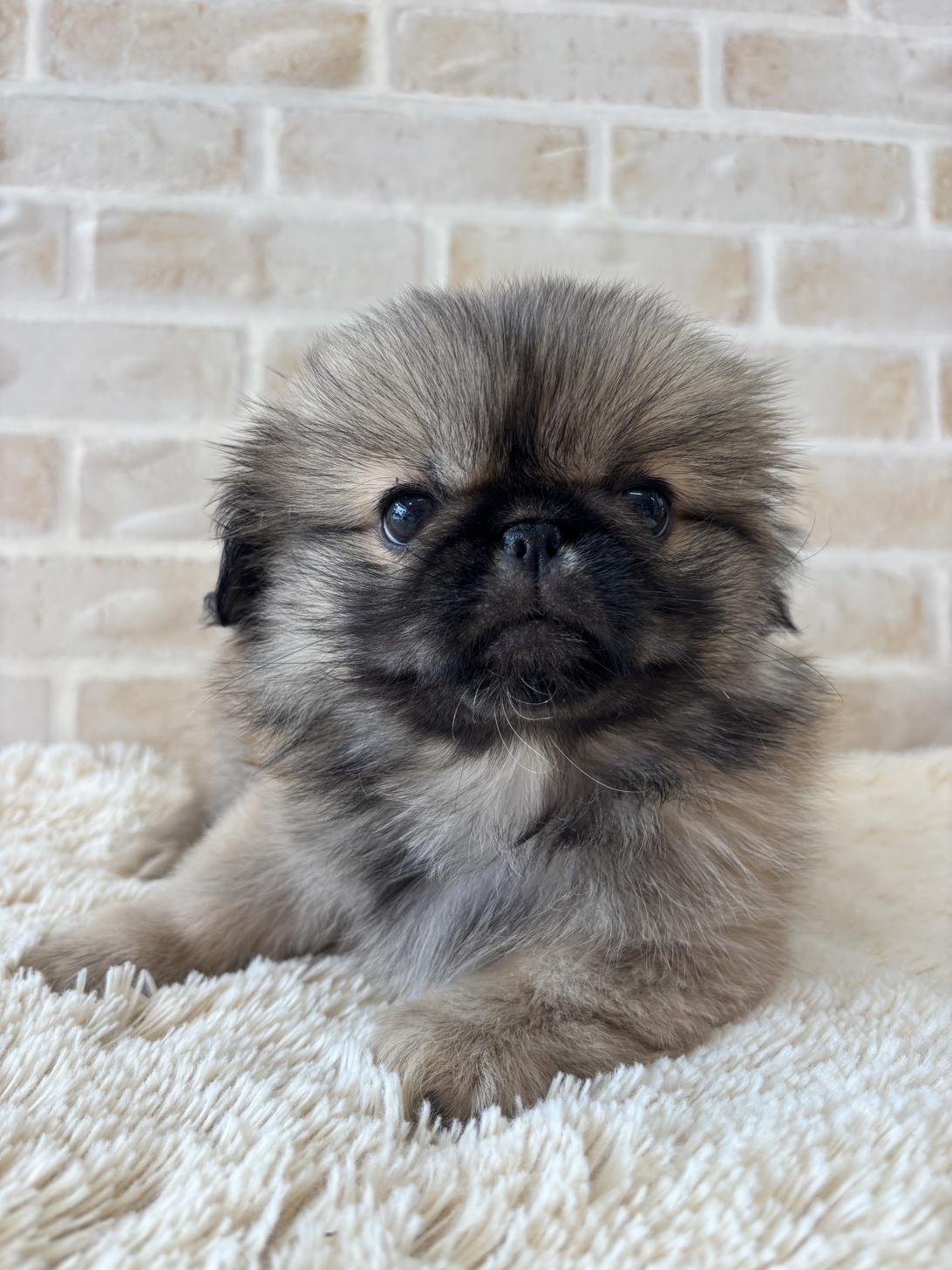 佐賀県のペキニーズ (スタードッグス新鳥栖店/2026年1月23日生まれ/男の子/フォーン)の子犬