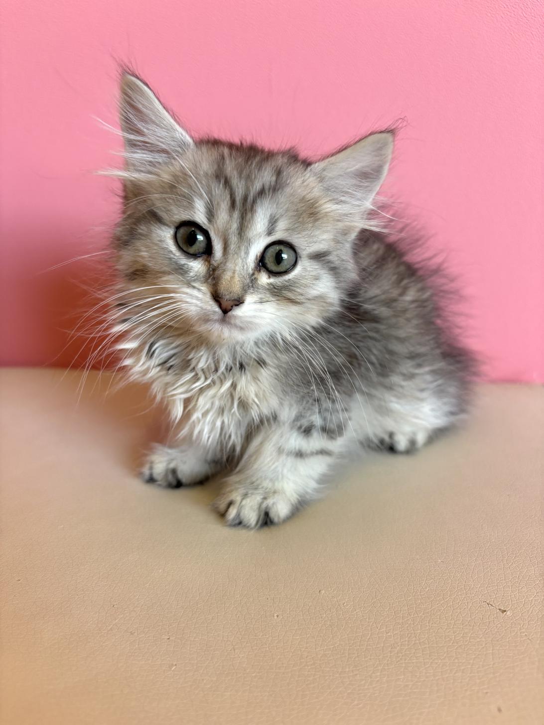 埼玉県のサイベリアン (ペッツスマイル南中野店/2026年1月11日生まれ/男の子/シルバータビーホワイト)の子猫の1枚目の画像