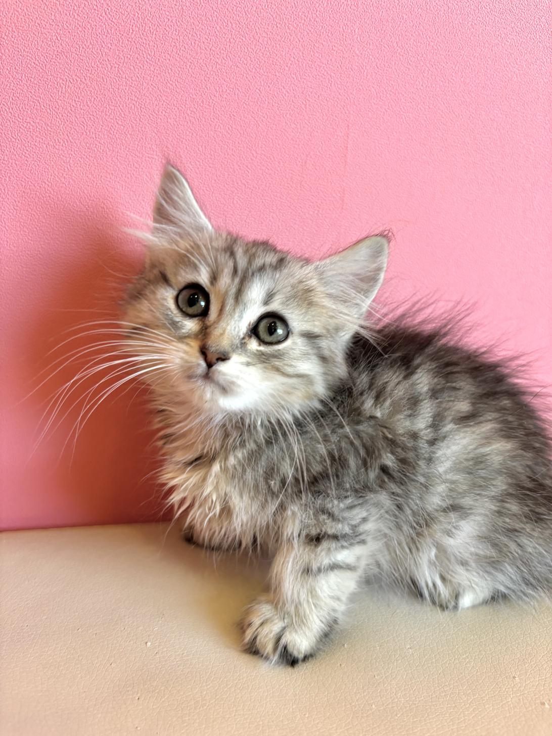 埼玉県のサイベリアン (ペッツスマイル南中野店/2026年1月11日生まれ/男の子/シルバータビーホワイト)の子猫の2枚目の画像