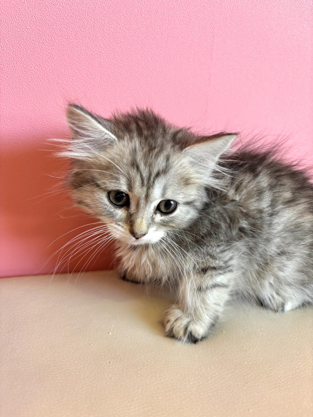 埼玉県のサイベリアン (ペッツスマイル南中野店/2026年1月11日生まれ/男の子/シルバータビーホワイト)の子猫の3枚目の画像