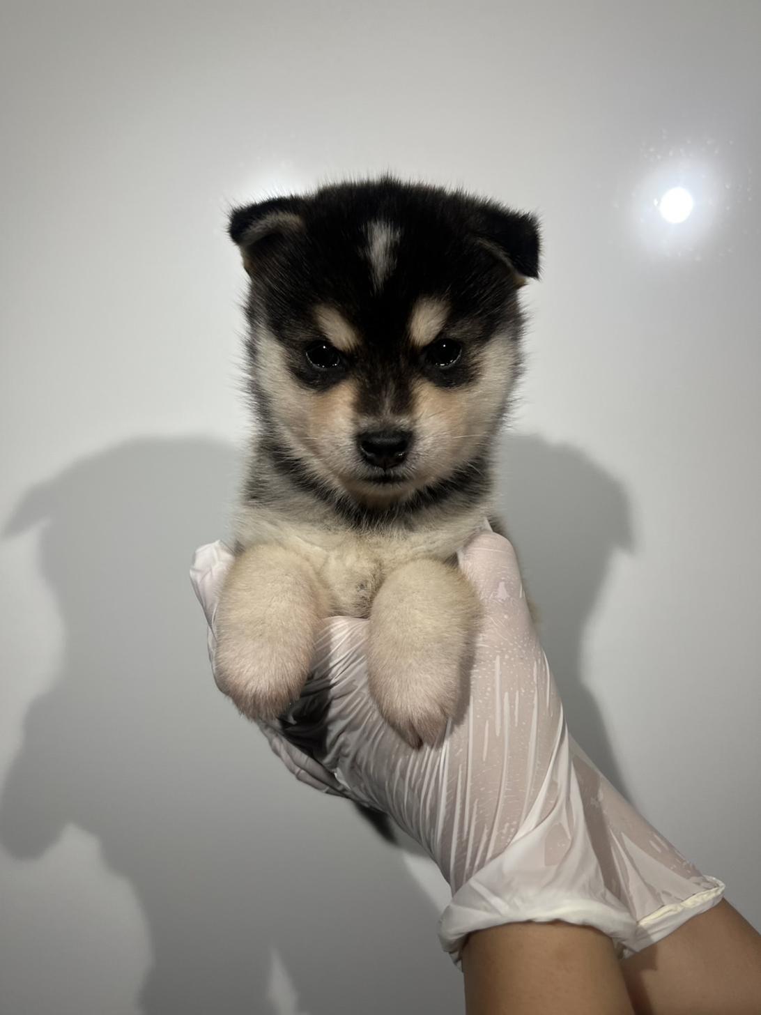 埼玉県のハーフ犬・ミックス犬 (ペッツスマイル加須インター店/2026年7月18日生まれ/男の子/シルバーホワイト)の子犬の1枚目の画像