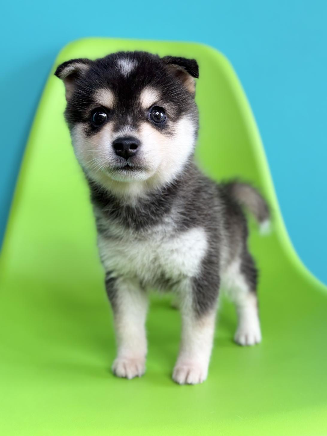 埼玉県のハーフ犬・ミックス犬 (ペッツスマイル加須インター店/2026年7月18日生まれ/男の子/シルバーホワイト)の子犬の1枚目の画像