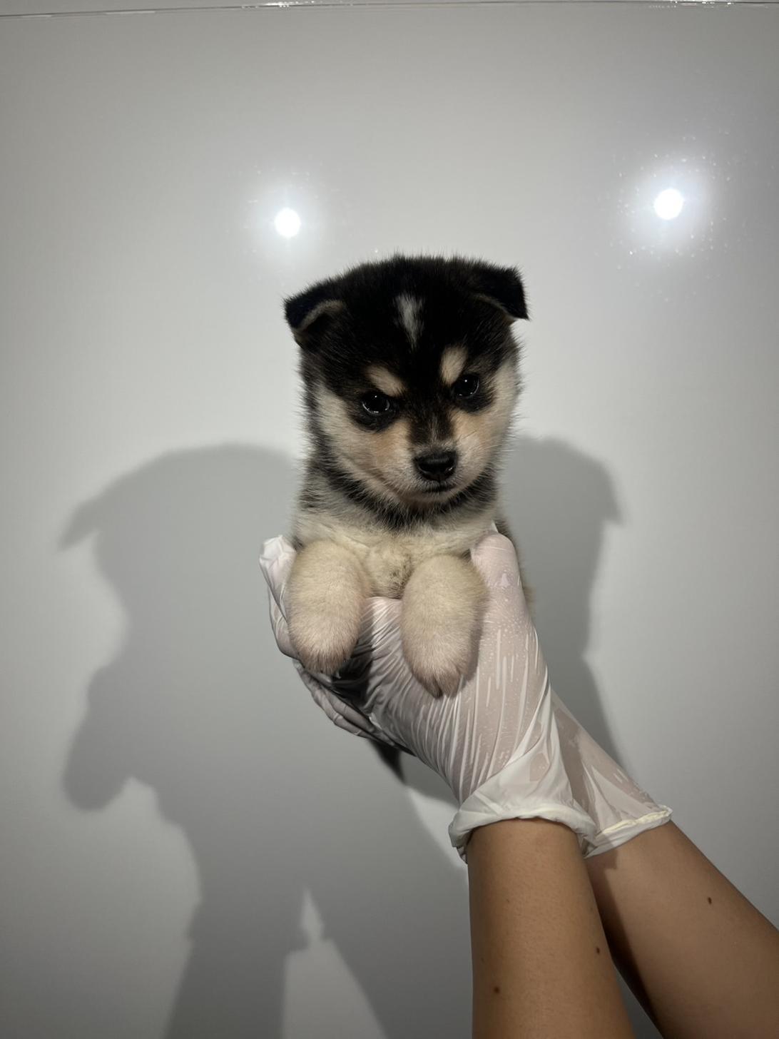 埼玉県のハーフ犬・ミックス犬 (ペッツスマイル加須インター店/2026年7月18日生まれ/男の子/シルバーホワイト)の子犬の2枚目の画像