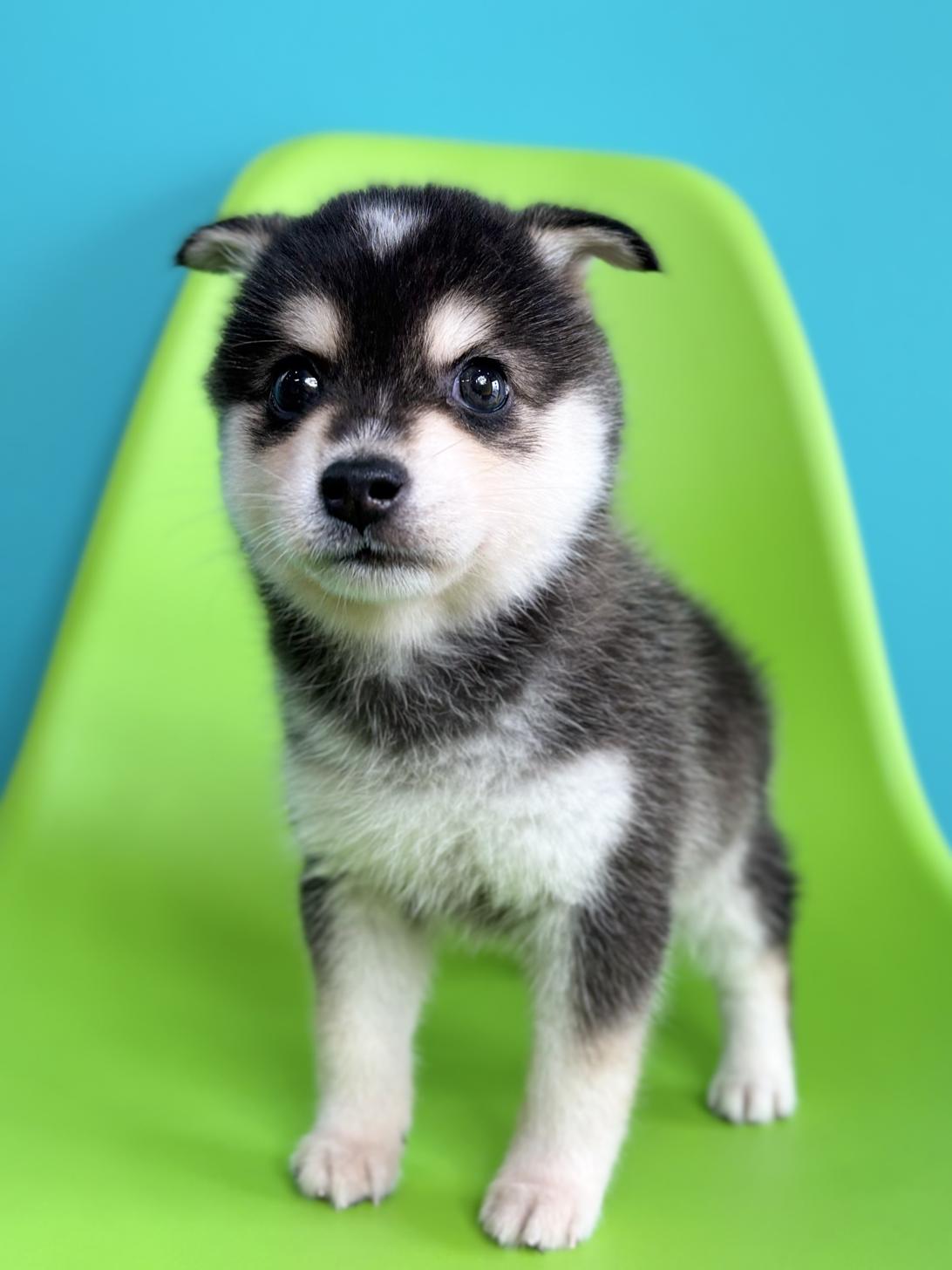 埼玉県のハーフ犬・ミックス犬 (ペッツスマイル加須インター店/2026年7月18日生まれ/男の子/シルバーホワイト)の子犬の2枚目の画像