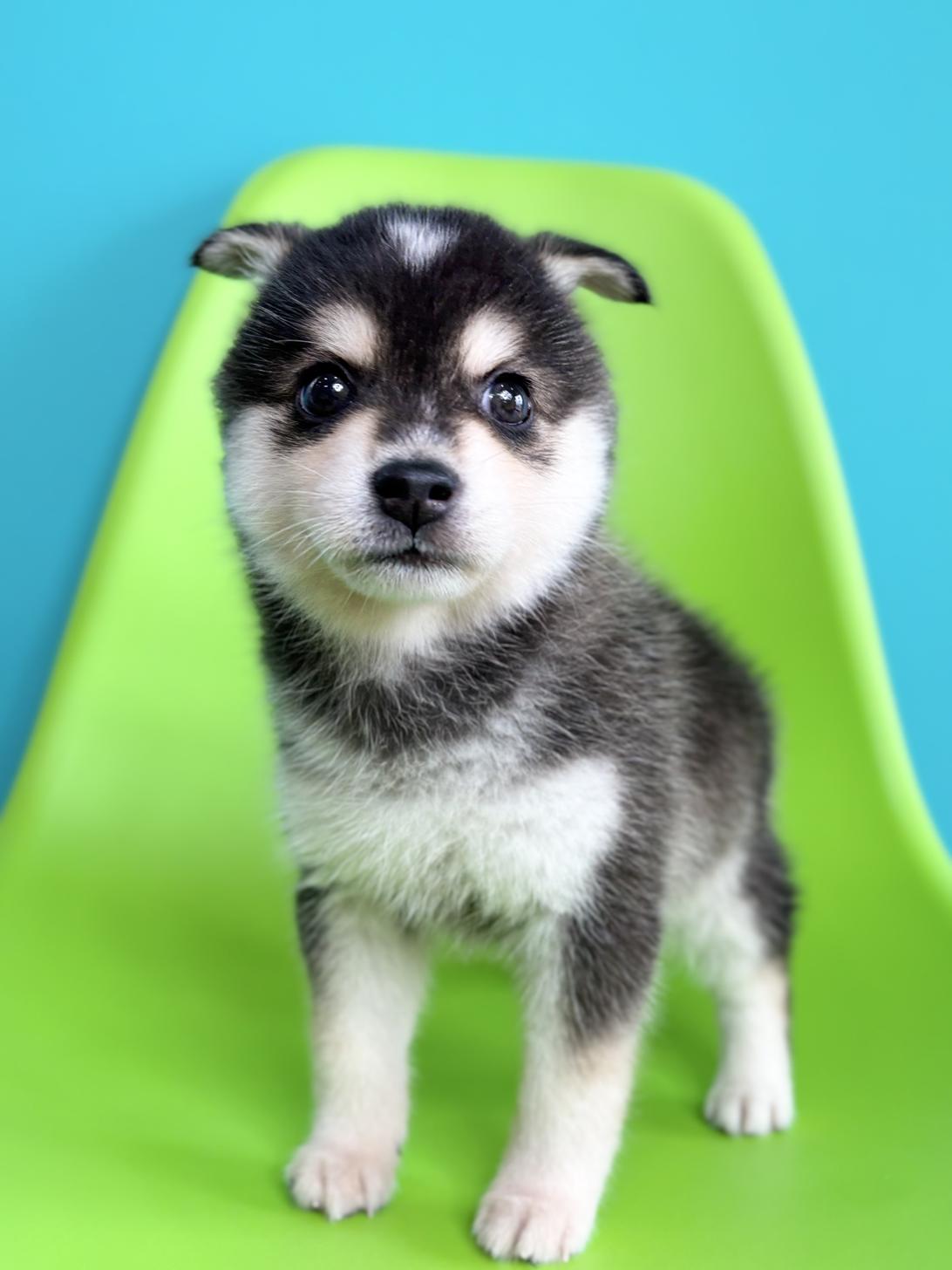 埼玉県のハーフ犬・ミックス犬 (ペッツスマイル加須インター店/2026年7月18日生まれ/男の子/シルバーホワイト)の子犬の3枚目の画像