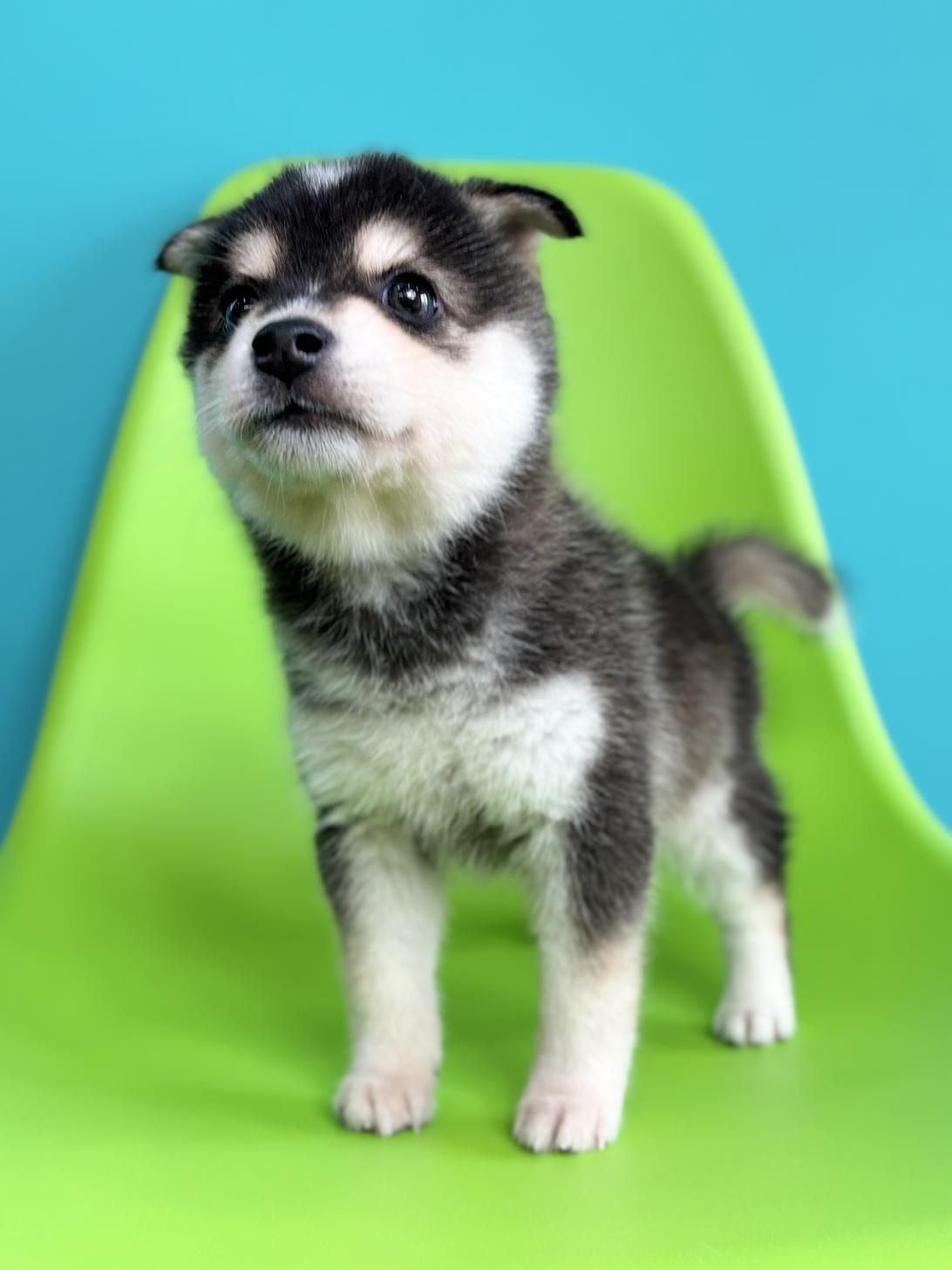 埼玉県のハーフ犬・ミックス犬 (ペッツスマイル加須インター店/2026年7月18日生まれ/男の子/シルバーホワイト)の子犬の4枚目の画像