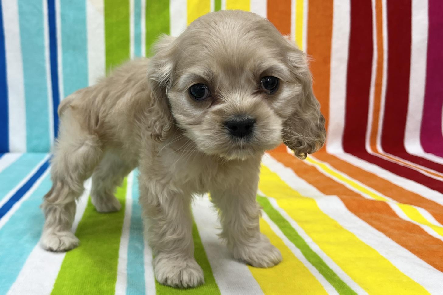 愛知県のアメリカンコッカースパニエル (ハピースペット一宮三条アミーゴ店/2025年12月16日生まれ/女の子/バフ)の子犬の1枚目の画像