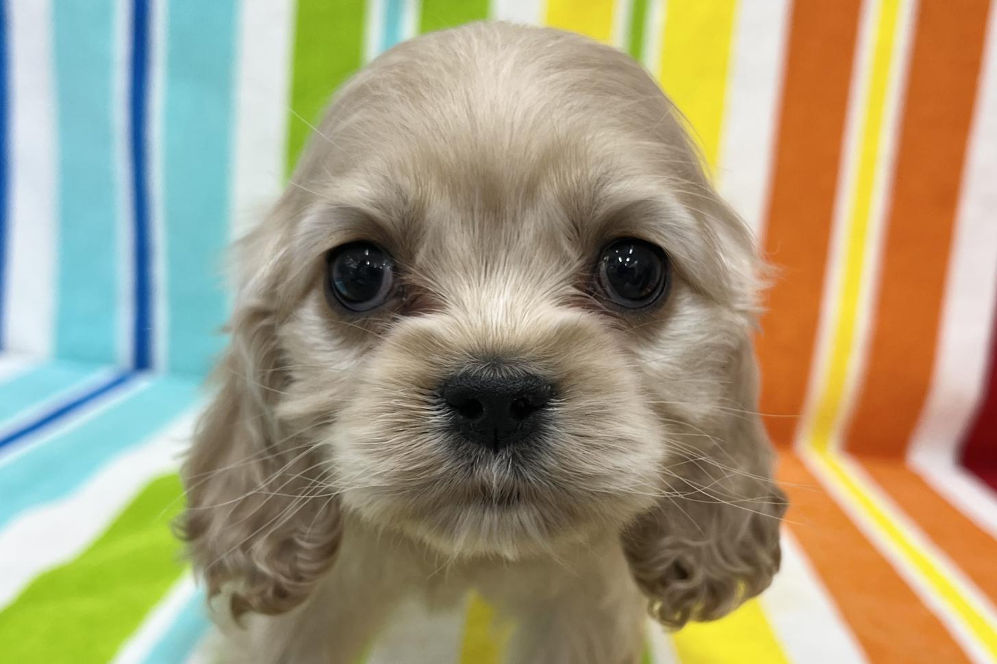 愛知県のアメリカンコッカースパニエル (ハピースペット一宮三条アミーゴ店/2025年12月16日生まれ/女の子/バフ)の子犬の2枚目の画像