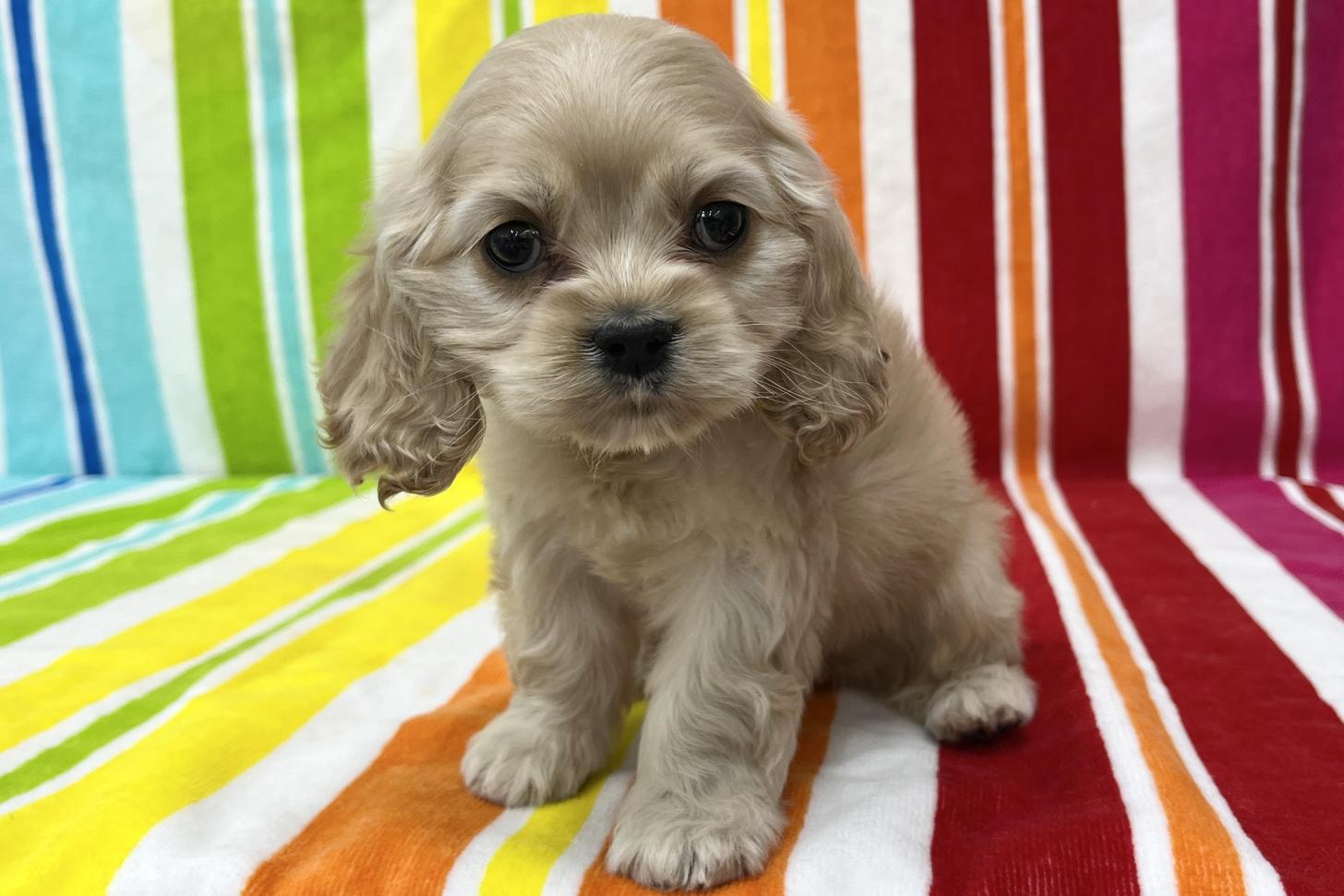 愛知県のアメリカンコッカースパニエル (ハピースペット一宮三条アミーゴ店/2025年12月16日生まれ/女の子/バフ)の子犬の3枚目の画像