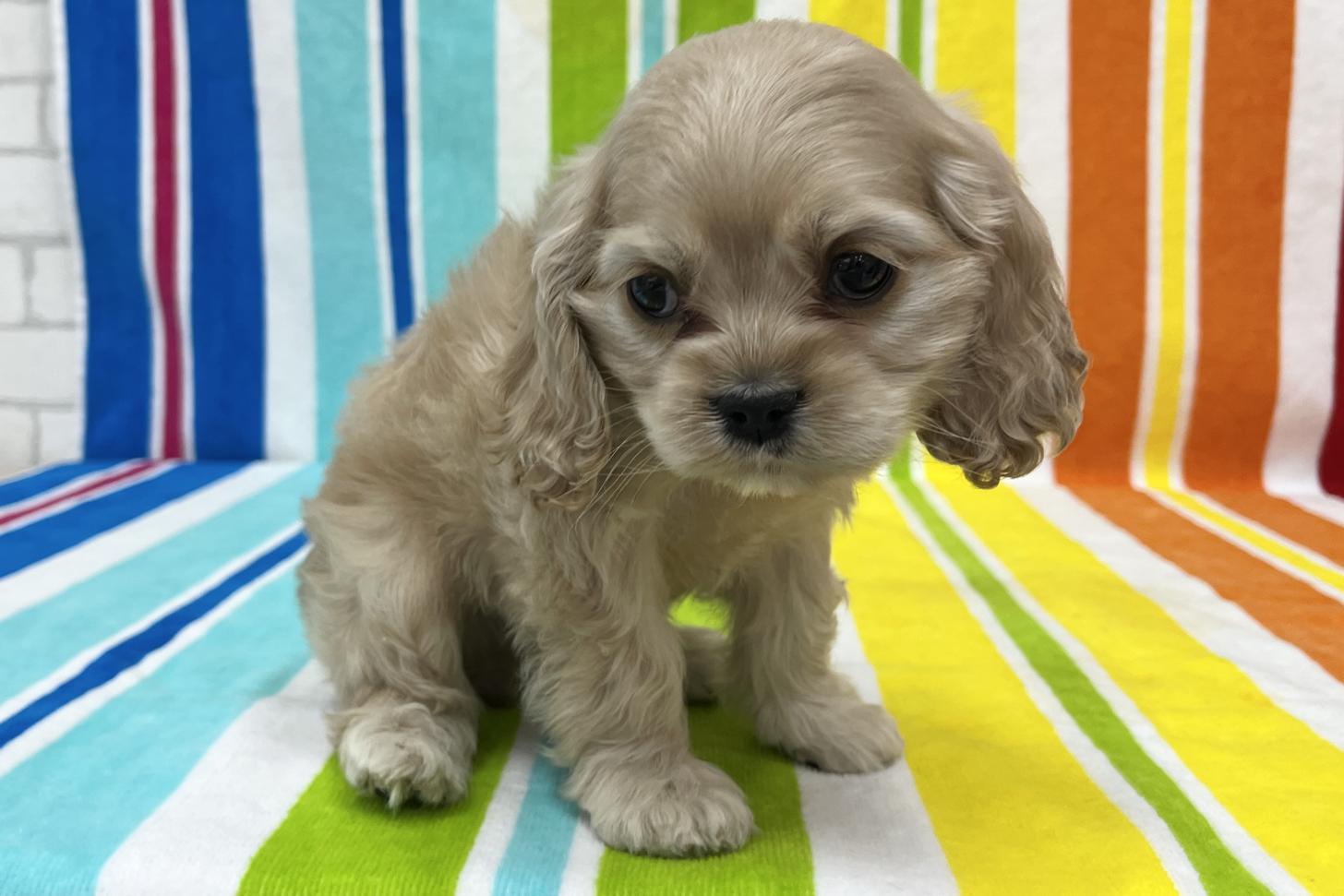 愛知県のアメリカンコッカースパニエル (ハピースペット一宮三条アミーゴ店/2025年12月16日生まれ/女の子/バフ)の子犬の4枚目の画像