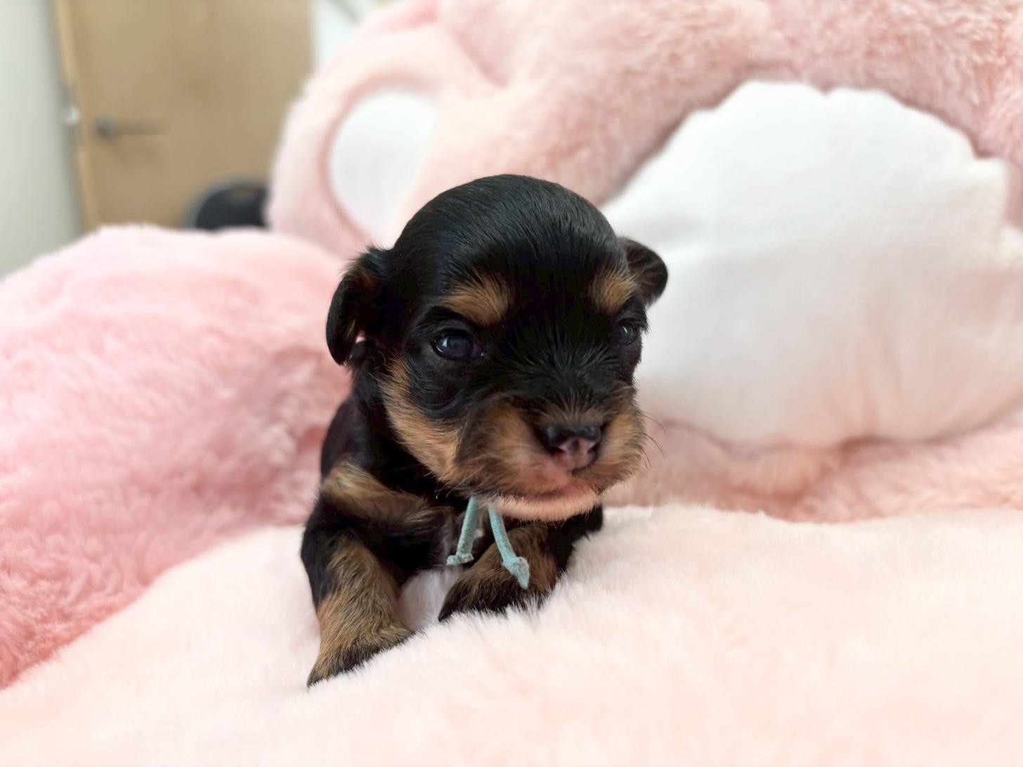 熊本県のチワプー/プーチー(チワワ×プードル) (スタードッグス新熊本店/2025年10月25日生まれ/女の子/ブラックタン)の子犬の1枚目の画像