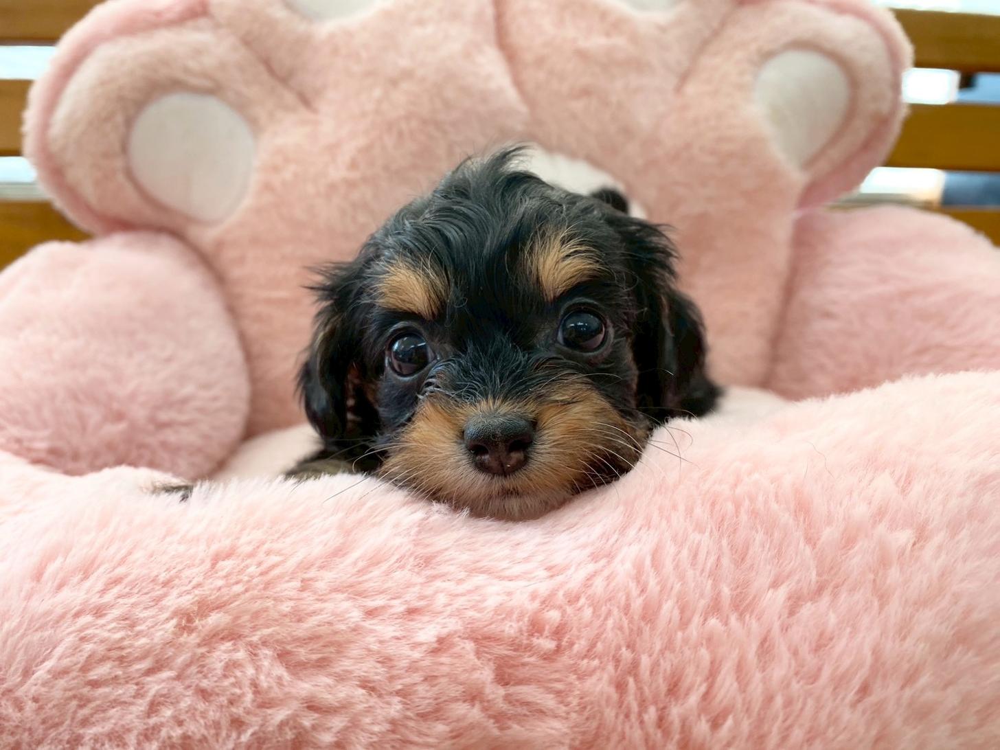 熊本県のチワプー/プーチー(チワワ×プードル) (スタードッグス新熊本店/2025年10月25日生まれ/女の子/ブラックタン)の子犬の1枚目の画像