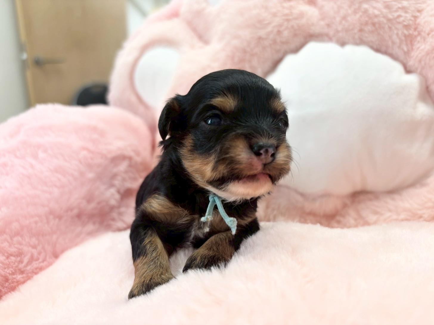 熊本県のチワプー/プーチー(チワワ×プードル) (スタードッグス新熊本店/2025年10月25日生まれ/女の子/ブラックタン)の子犬の2枚目の画像