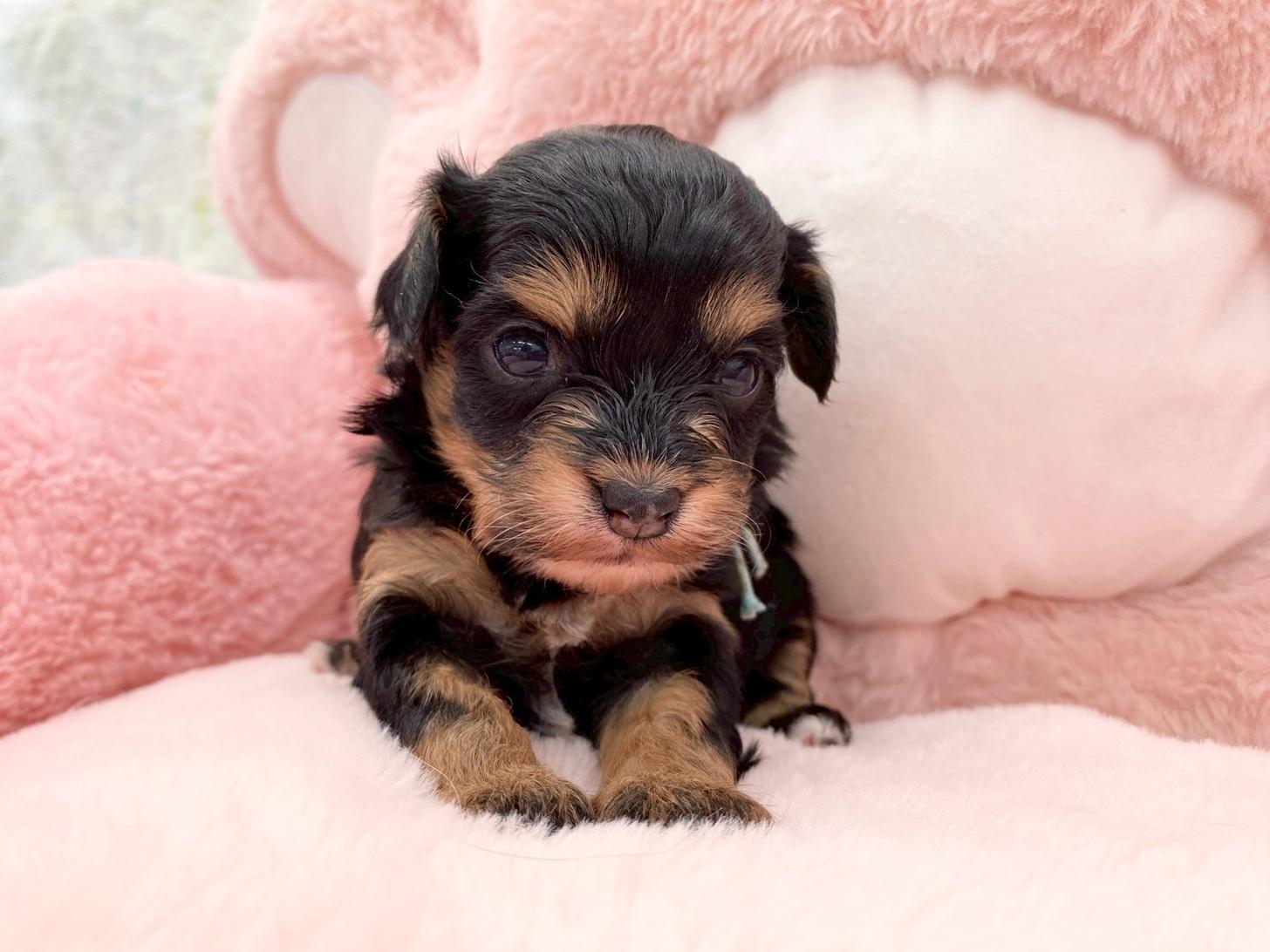 熊本県のチワプー/プーチー(チワワ×プードル) (スタードッグス新熊本店/2025年10月25日生まれ/女の子/ブラックタン)の子犬の3枚目の画像