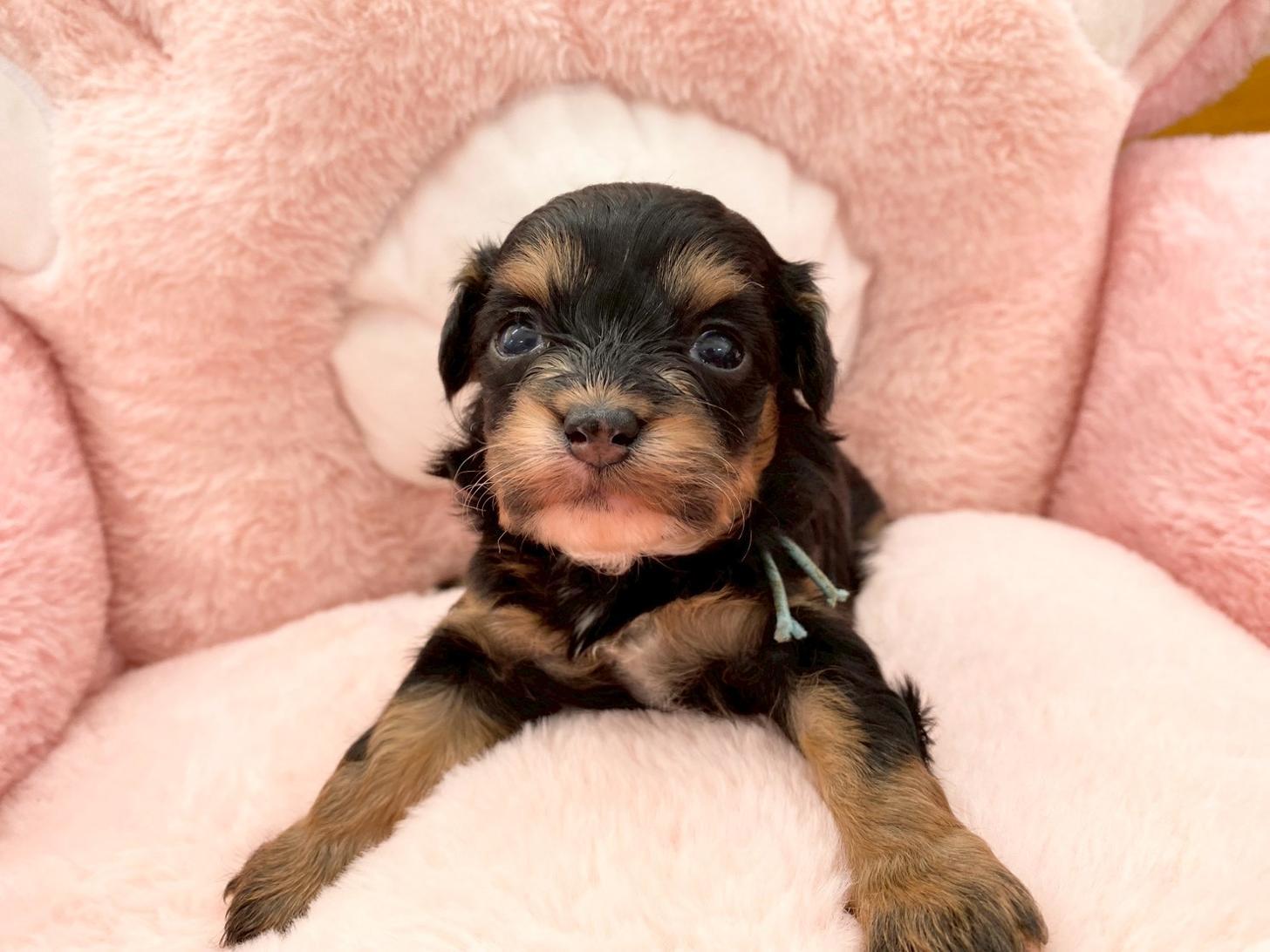 熊本県のチワプー/プーチー(チワワ×プードル) (スタードッグス新熊本店/2025年10月25日生まれ/女の子/ブラックタン)の子犬の4枚目の画像