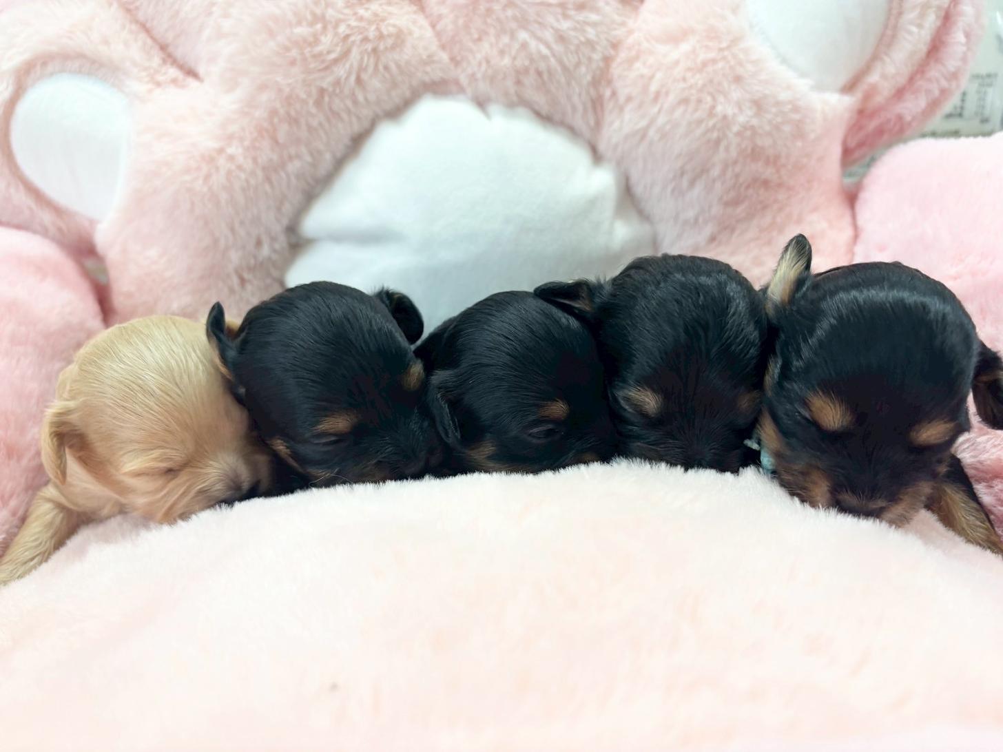 熊本県のチワプー/プーチー(チワワ×プードル) (スタードッグス新熊本店/2025年10月25日生まれ/女の子/ブラックタン)の子犬の4枚目の画像