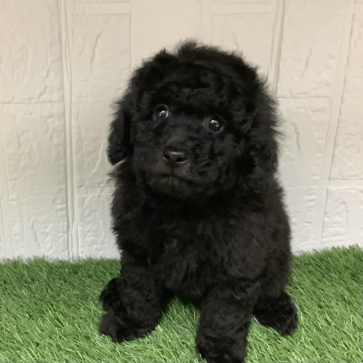 福岡県のトイプードル(トイ) (ドッグズホーム旗崎店/2026年2月12日生まれ/男の子/ブラック)の子犬