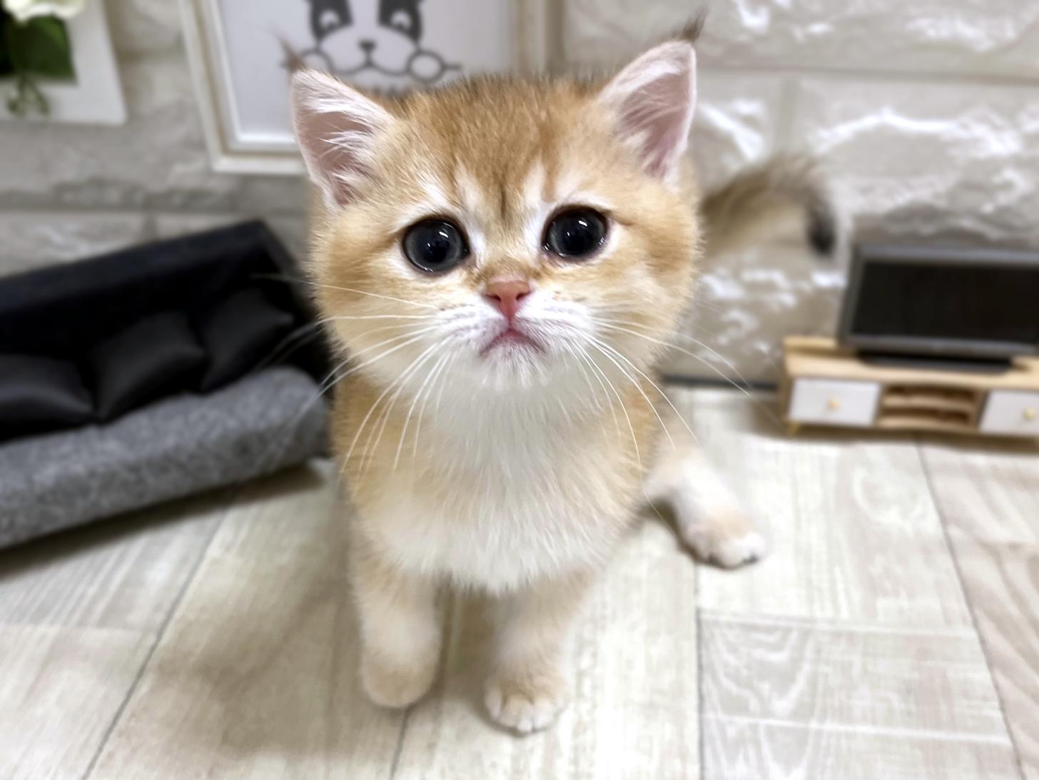 大阪府のブリティッシュショートヘアー (DOGMAN平野瓜破店/2025年11月3日生まれ/女の子/チンチラゴールデン)の子猫の1枚目の画像