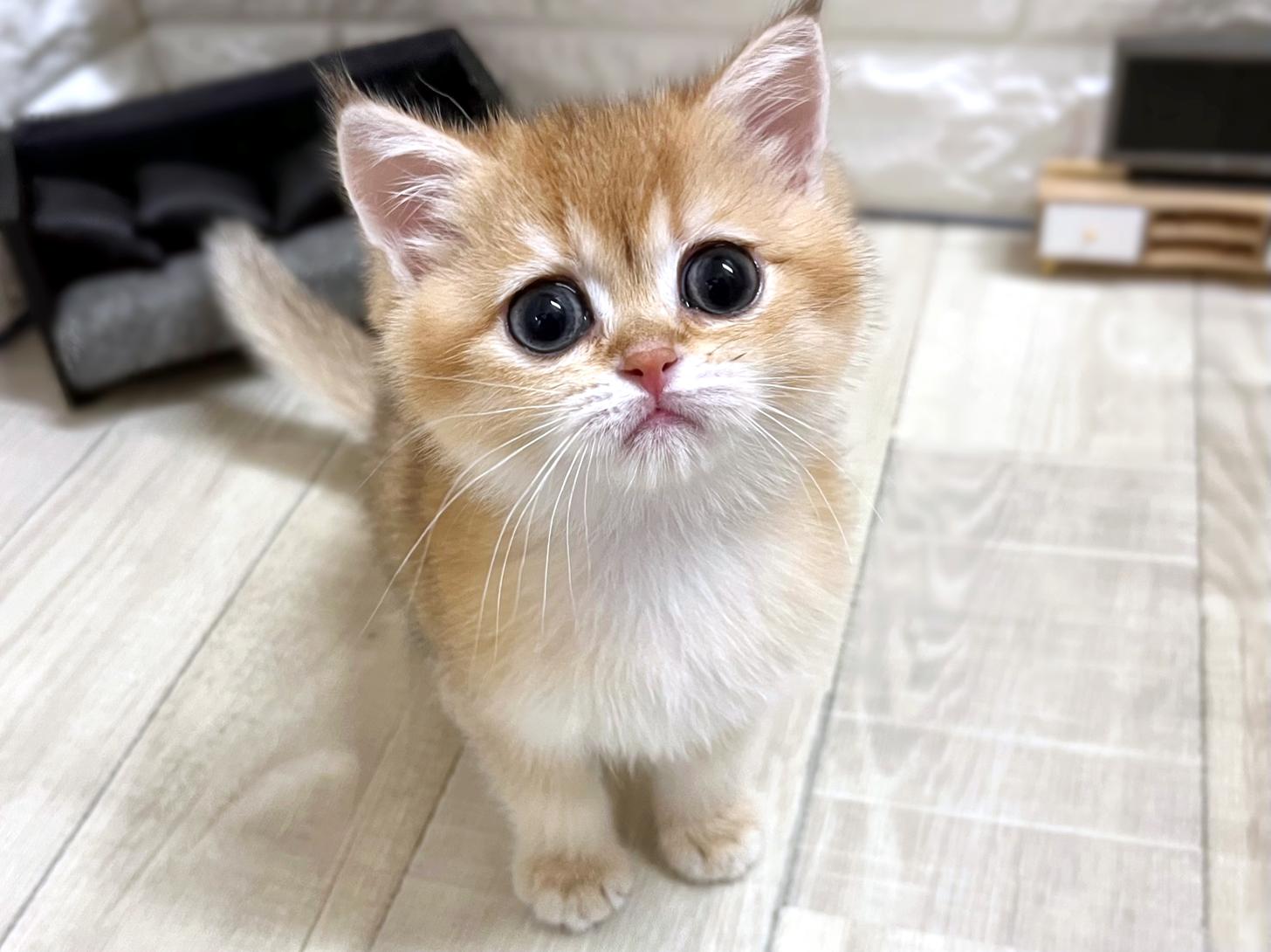 大阪府のブリティッシュショートヘアー (DOGMAN平野瓜破店/2025年11月3日生まれ/女の子/チンチラゴールデン)の子猫の2枚目の画像