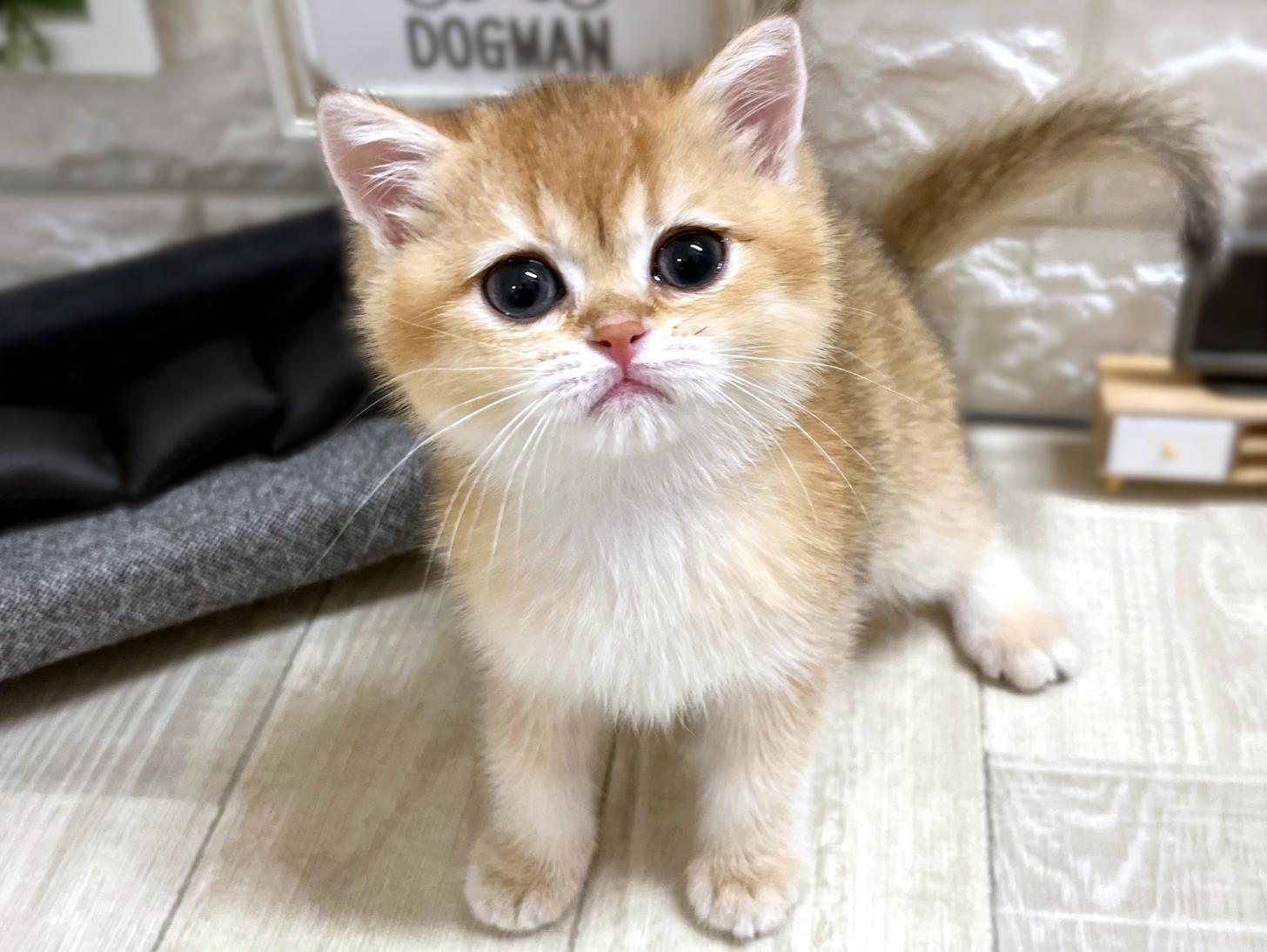 大阪府のブリティッシュショートヘアー (DOGMAN平野瓜破店/2025年11月3日生まれ/女の子/チンチラゴールデン)の子猫の3枚目の画像