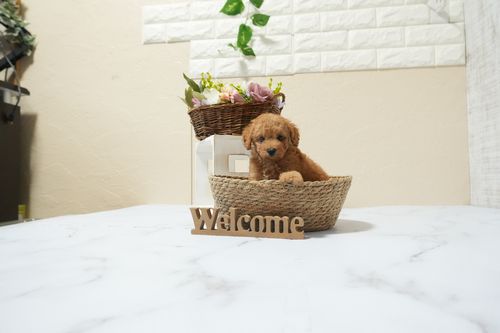 滋賀県のトイプードル(タイニー) (いっぷく湖南店/2026年3月3日生まれ/男の子/レッドフォーン)の子犬の1枚目の画像