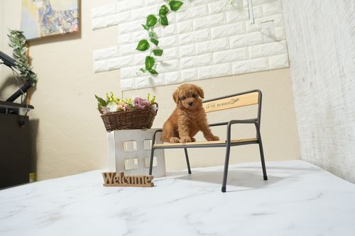 滋賀県のトイプードル(タイニー) (いっぷく湖南店/2026年3月3日生まれ/男の子/レッドフォーン)の子犬の2枚目の画像