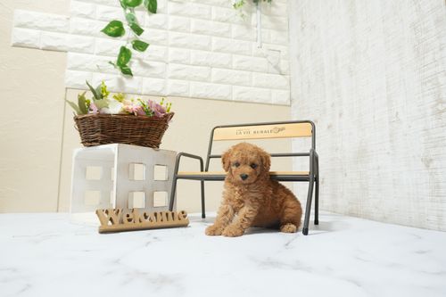 滋賀県のトイプードル(タイニー) (いっぷく湖南店/2026年3月3日生まれ/男の子/レッドフォーン)の子犬の3枚目の画像