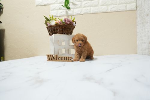 滋賀県のトイプードル(タイニー) (いっぷく湖南店/2026年3月3日生まれ/男の子/レッドフォーン)の子犬の4枚目の画像