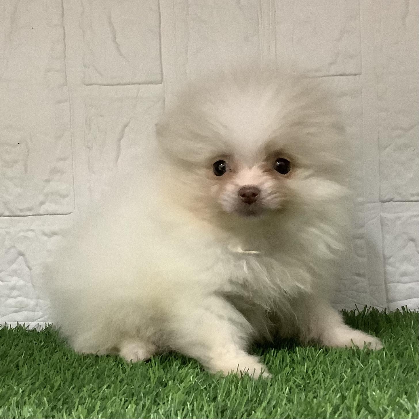 福岡県のポメラニアン (ディスワン ドッグズホーム大野城店/2025年11月14日生まれ/女の子/パーティーカラー)の子犬