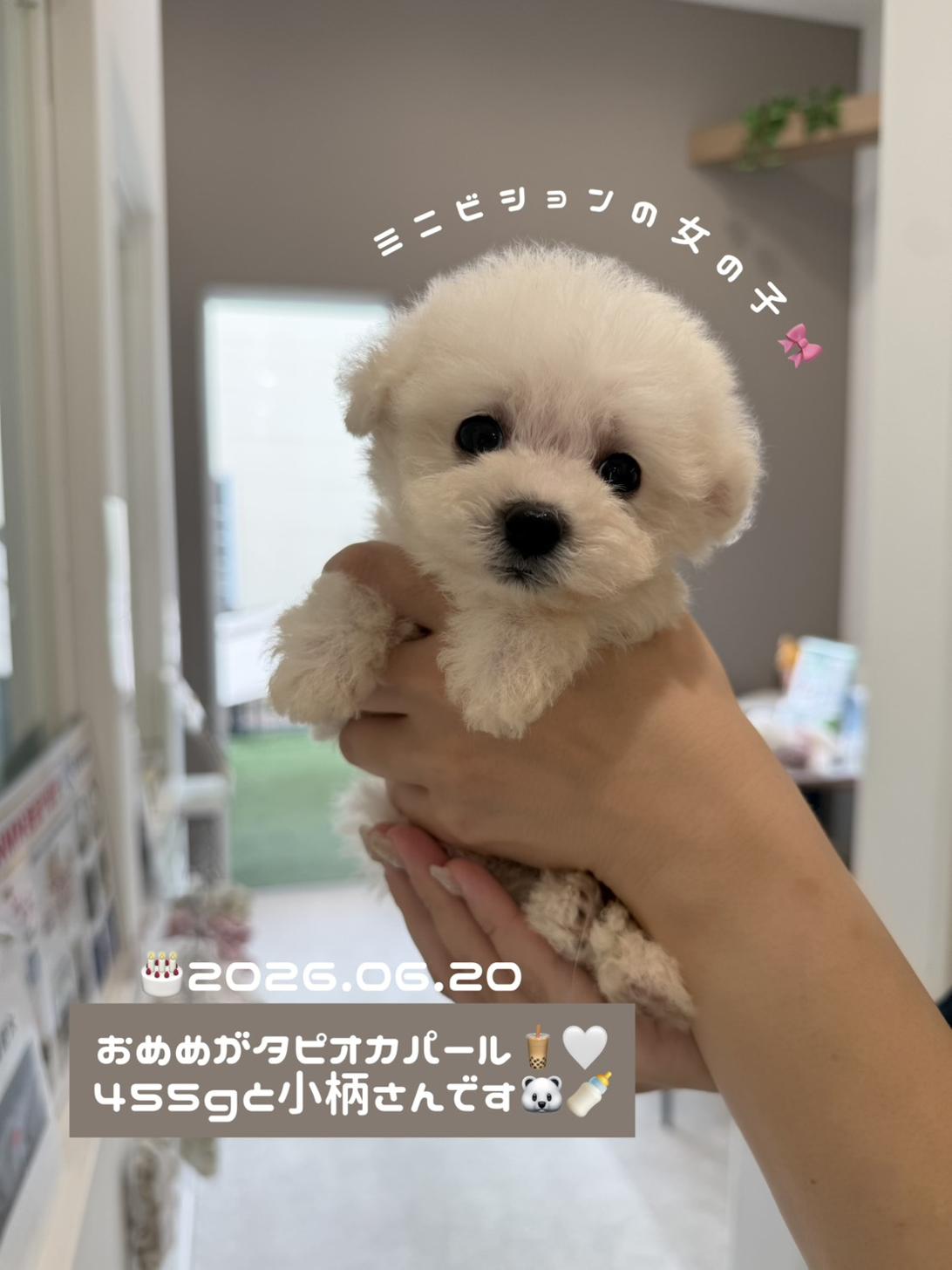 埼玉県のビションフリーゼ (PETSHOP FATIS/2026年6月21日生まれ/女の子/ホワイト)の子犬の1枚目の画像