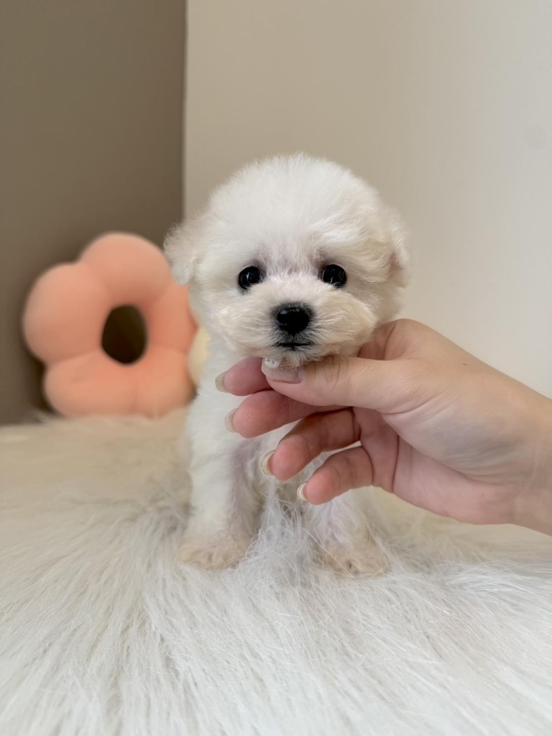 埼玉県のビションフリーゼ (PETSHOP FATIS/2026年6月21日生まれ/女の子/ホワイト)の子犬の2枚目の画像