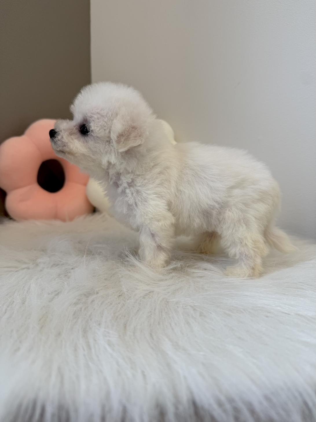 埼玉県のビションフリーゼ (PETSHOP FATIS/2026年6月21日生まれ/女の子/ホワイト)の子犬の3枚目の画像