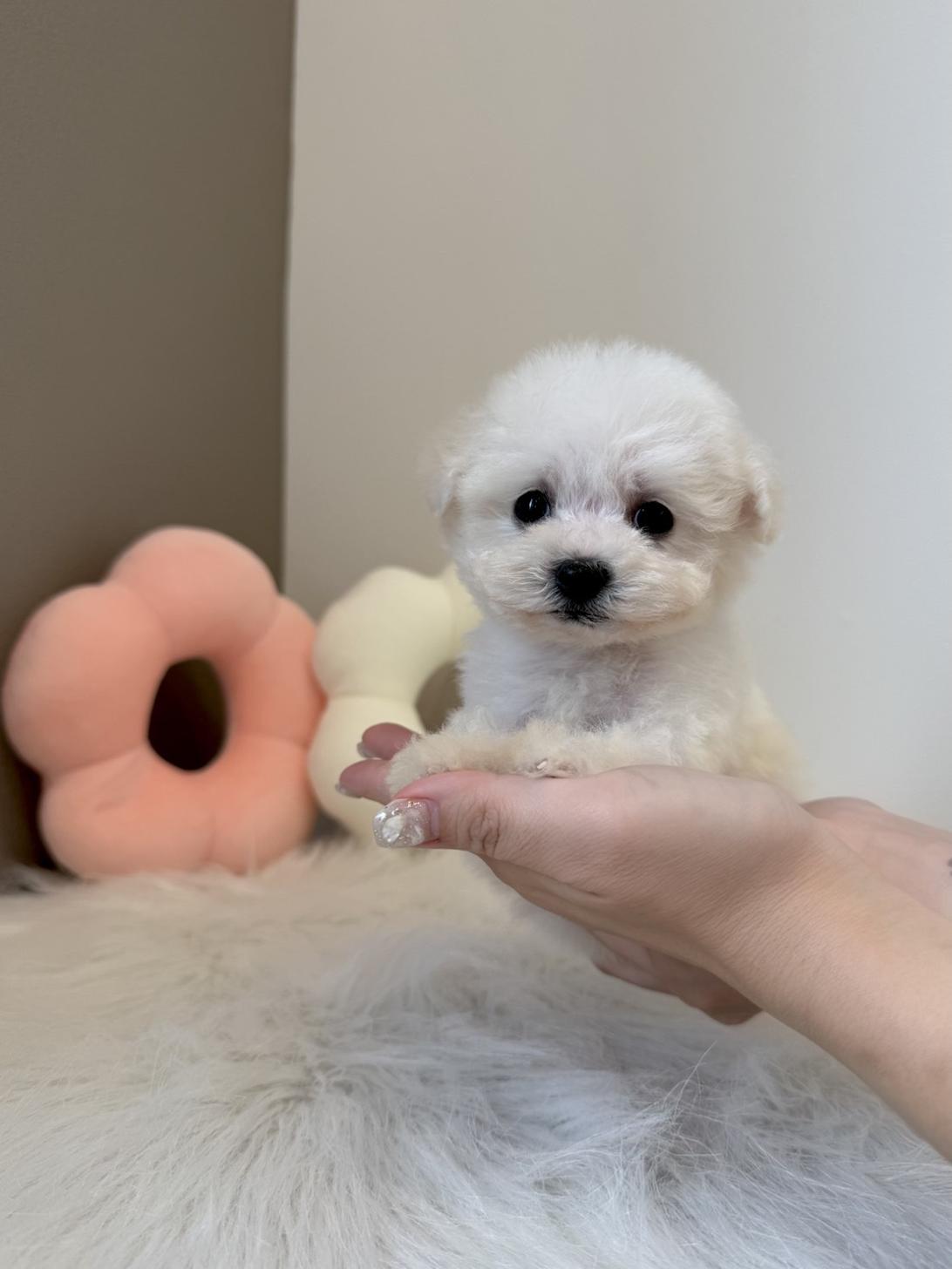 埼玉県のビションフリーゼ (PETSHOP FATIS/2026年6月21日生まれ/女の子/ホワイト)の子犬の4枚目の画像