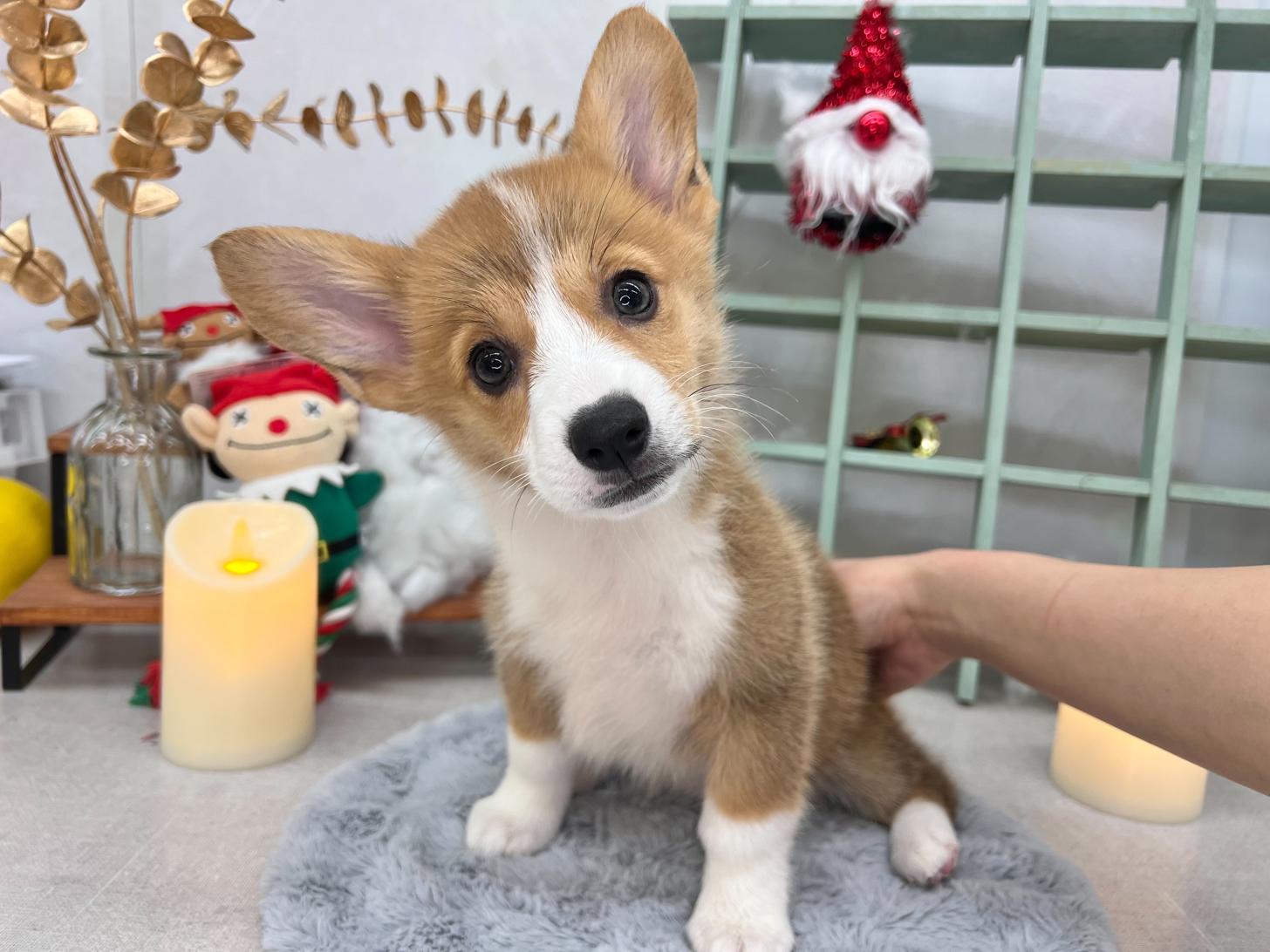 北海道のウェルシュコーギーペンブローク (ラブワンコ カインズ大曲店/2025年9月13日生まれ/女の子/セーブルホワイト)の子犬の1枚目の画像