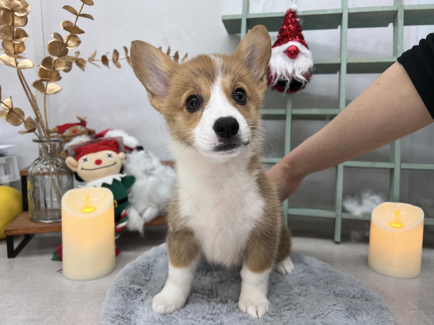 北海道のウェルシュコーギーペンブローク (ラブワンコ カインズ大曲店/2025年9月13日生まれ/女の子/セーブルホワイト)の子犬の2枚目の画像