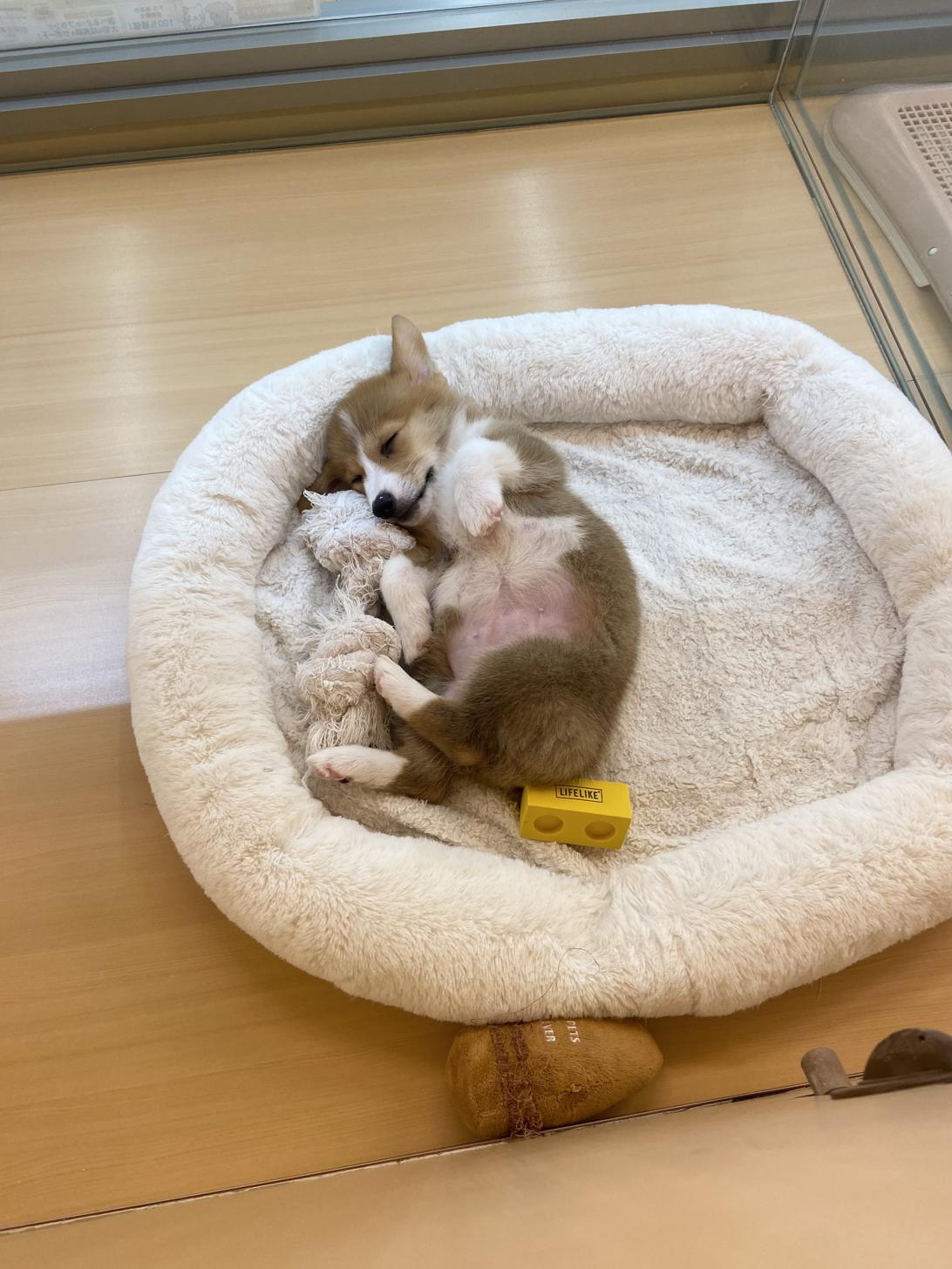 北海道のウェルシュコーギーペンブローク (ラブワンコ カインズ大曲店/2025年9月13日生まれ/女の子/セーブルホワイト)の子犬の3枚目の画像