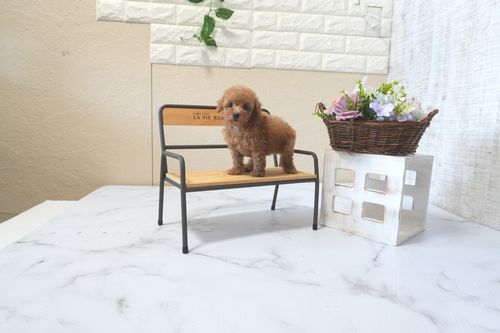 滋賀県のトイプードル(トイ) (いっぷく湖南店/2025年7月6日生まれ/男の子/レッドフォーン)の子犬の3枚目の画像