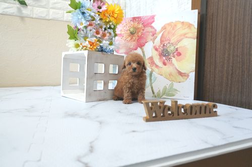 滋賀県のトイプードル(トイ) (いっぷく湖南店/2025年7月6日生まれ/男の子/レッドフォーン)の子犬の4枚目の画像