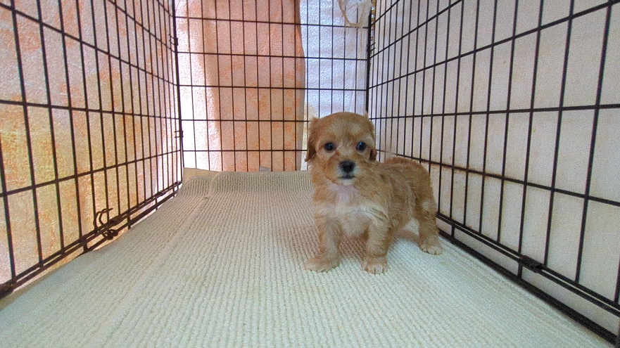 茨城県のハーフ犬・ミックス犬 (ペットショップスズキ/2026年3月5日生まれ/女の子/レッドホワイト)の子犬