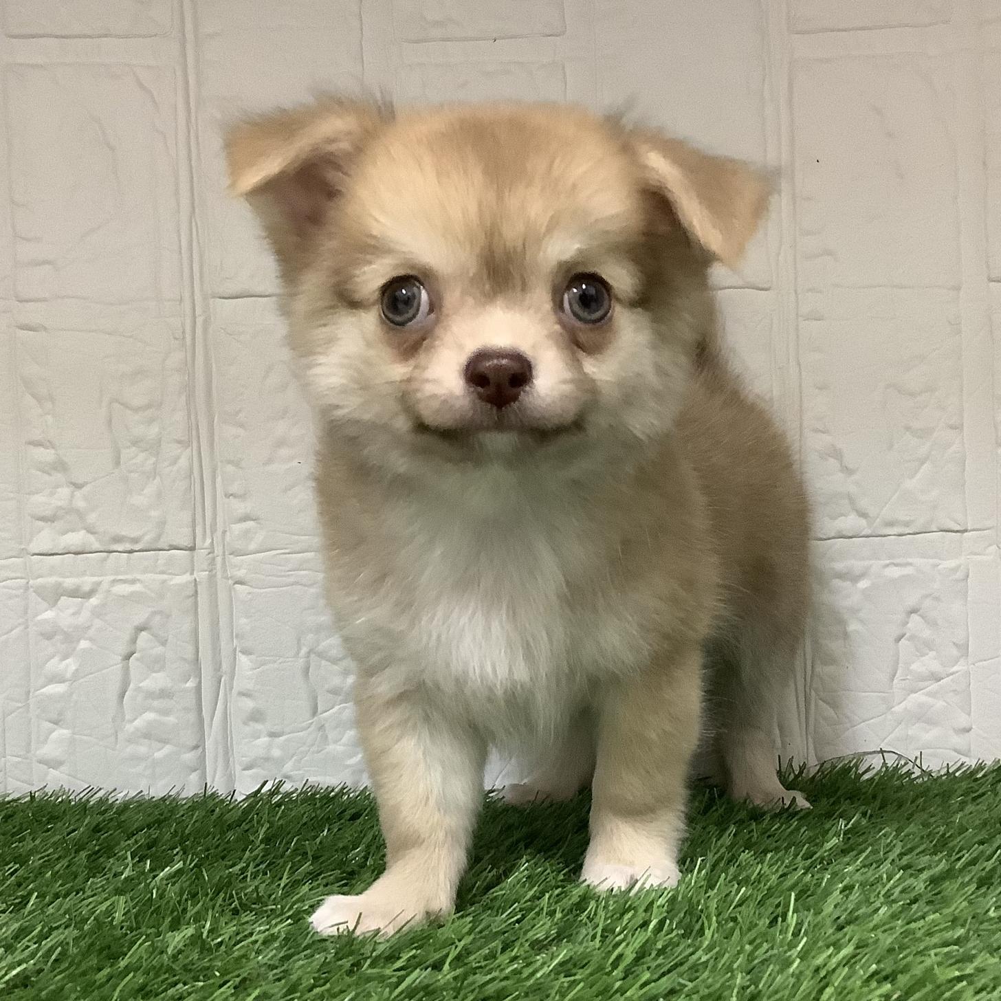 福岡県のチワワ(ロング) (ドッグズホーム旗崎店/2025年9月30日生まれ/男の子/チョコレートフォーンホワイト)の子犬