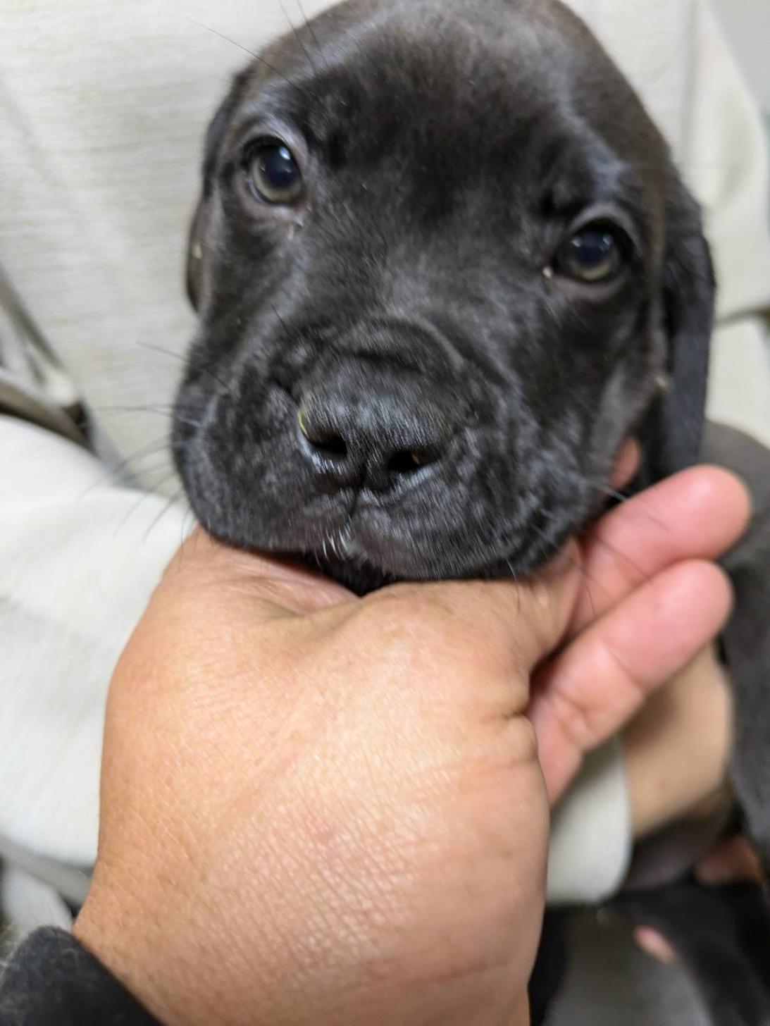 熊本県のハーフ犬・ミックス犬 (mar-land（まーらんど）/2024年10月5日生まれ/女の子/ブラック)の子犬