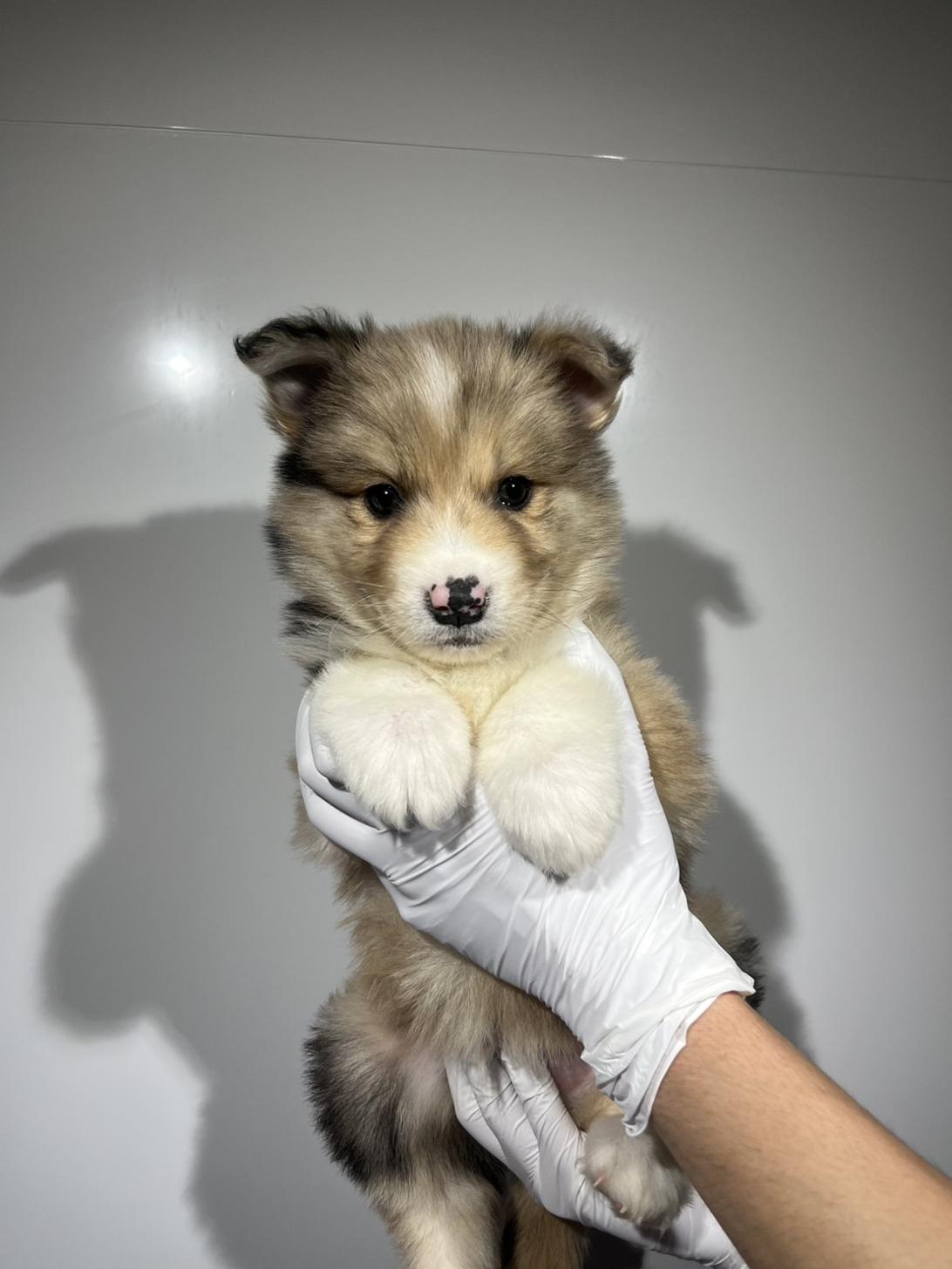 埼玉県のハーフ犬・ミックス犬 (ペッツスマイル加須インター店/2026年1月30日生まれ/男の子/ブルーマール)の子犬の1枚目の画像