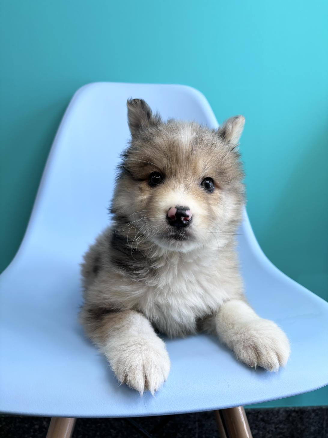 埼玉県のハーフ犬・ミックス犬 (ペッツスマイル加須インター店/2026年1月30日生まれ/男の子/ブルーマール)の子犬の1枚目の画像