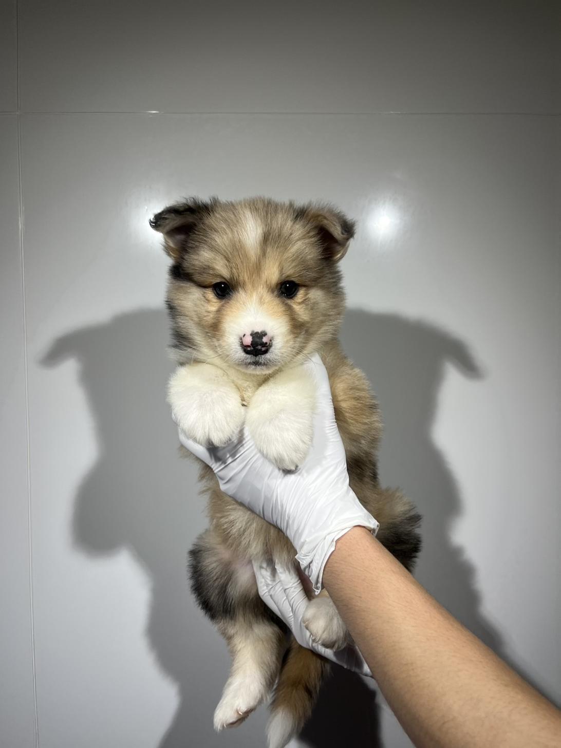 埼玉県のハーフ犬・ミックス犬 (ペッツスマイル加須インター店/2026年1月30日生まれ/男の子/ブルーマール)の子犬の2枚目の画像