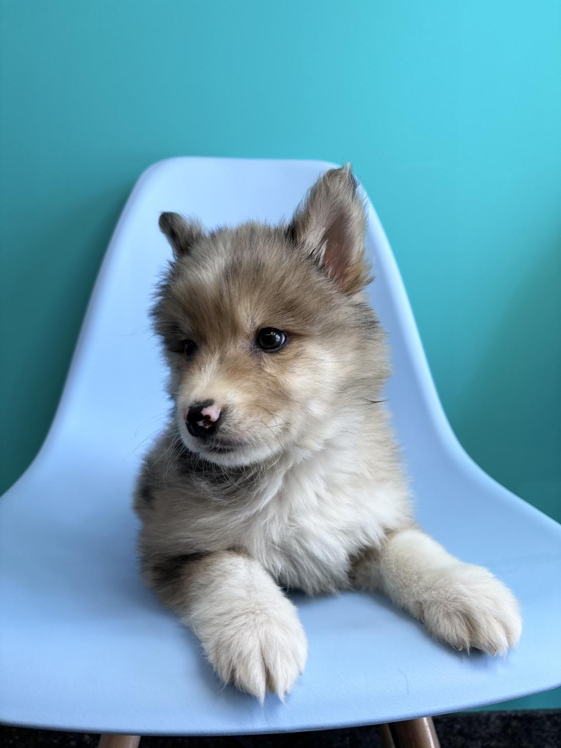 埼玉県のハーフ犬・ミックス犬 (ペッツスマイル加須インター店/2026年1月30日生まれ/男の子/ブルーマール)の子犬の2枚目の画像