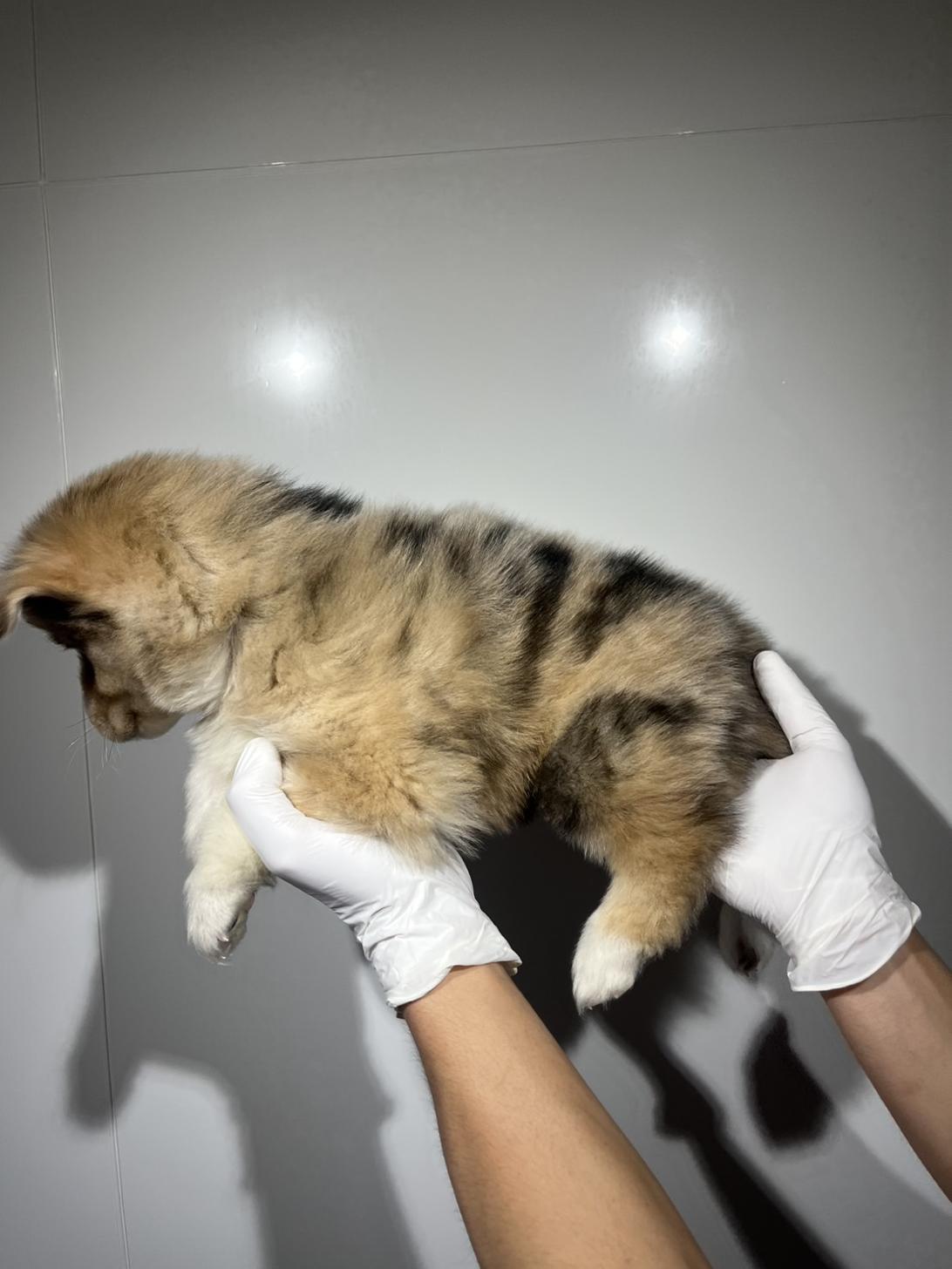 埼玉県のハーフ犬・ミックス犬 (ペッツスマイル加須インター店/2026年1月30日生まれ/男の子/ブルーマール)の子犬の3枚目の画像